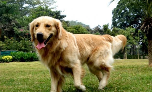 金毛犬品质如何判断？（从体型、毛色、饮食、行为等方面了解金毛犬品质）