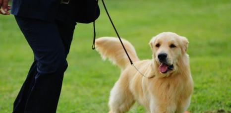 金毛犬的聪明之道（探究金毛犬的智商和训练技巧）