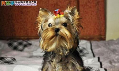 如何科学地饲养约克夏犬（掌握关键技巧，让你的宠物健康成长）