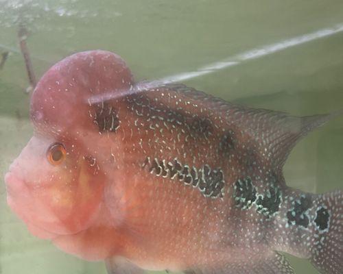 七彩凤凰鱼饲养全攻略（了解七彩凤凰鱼，享受多彩水族世界）