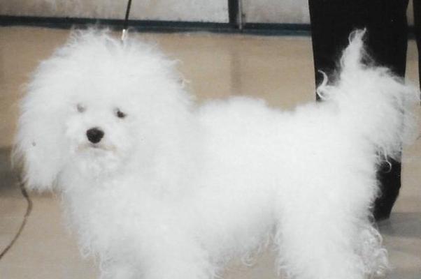 挪威猎麋犬养护指南（了解挪威猎麋犬的特点）