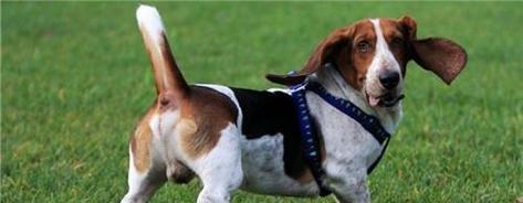 巴仙吉犬饲养指南（如何照顾你的巴仙吉犬）