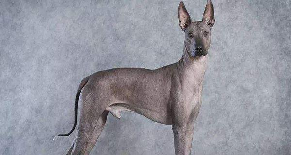 探秘布鲁塞尔粗毛猎犬的饲养方法（以宠物为主，让你成为一位称职的犬主人）