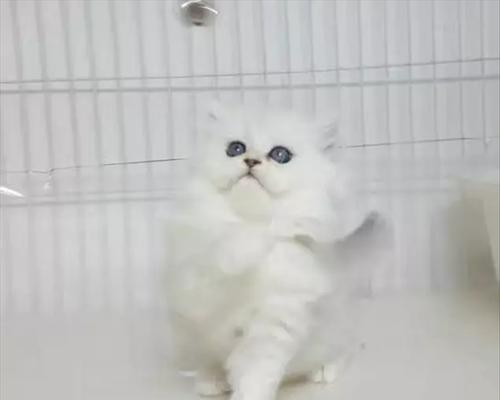 如何正确饲养金吉拉猫（了解金吉拉猫的性格和需求，给它一个健康快乐的家）