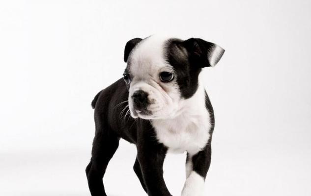 如何合理饲养波士顿梗犬？（从食物到运动，全面解析如何照顾波士顿梗犬）