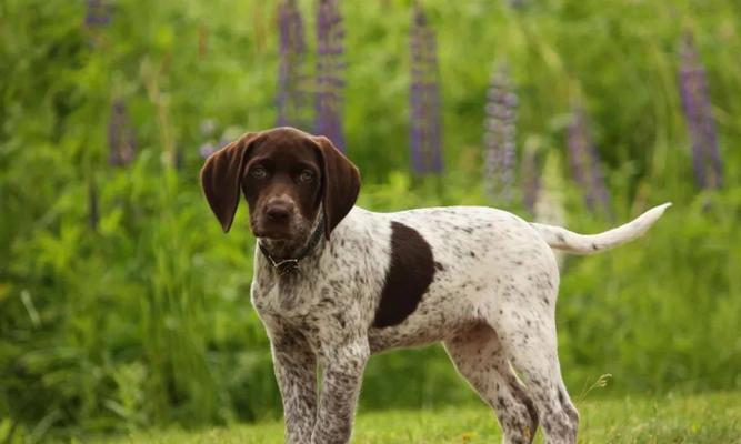 德国刚毛指示犬的饲养全指南（从幼年到成犬，让你成为优秀犬主人）