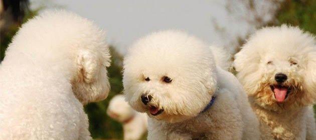 博洛尼亚比熊犬的饲养全攻略（掌握这些技巧，让你的比熊犬健康快乐生活）