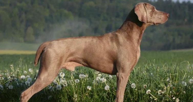 布鲁塞尔粗毛猎犬的饲养方法