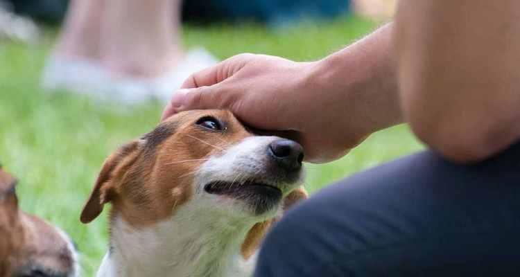 犬类健康养护指南（以家庭为基础，预防常见疾病）