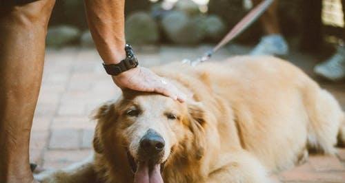 狗狗呕吐腹泻救急指南（宠物主人必读！如何有效处理狗狗呕吐腹泻的突发情况？）