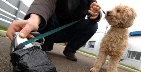 培养宠物幼犬排泄习惯的技巧（从阿拉斯加幼犬出发，让宠物学会正确排泄）