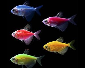 七彩吊的饲养方法（打造艳丽绚烂的水族世界）