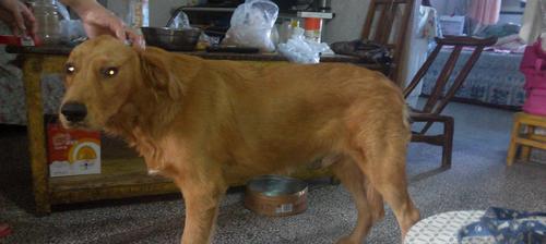 7个月金毛犬的训练指南（如何教育金毛犬成为听话乖巧的宠物）