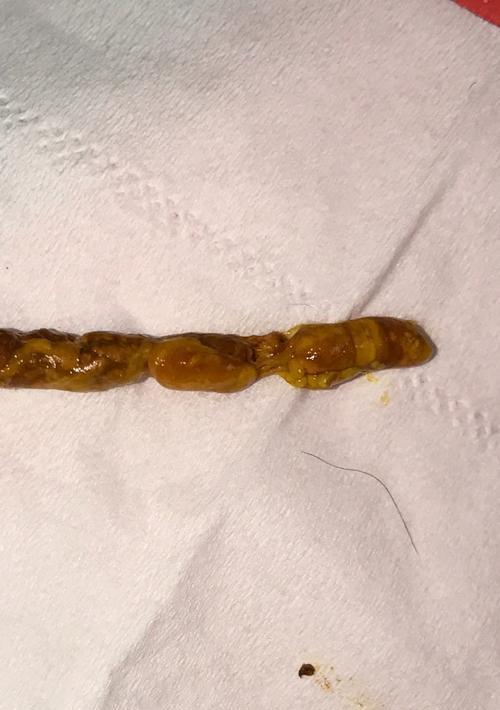 爱宠有虫怎么办（狗狗便便里有虫，你需要这些知识）
