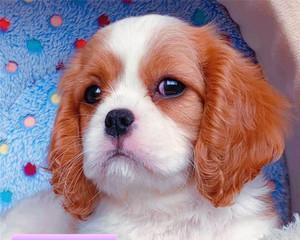 如何选择适合自己的查理王小猎犬？（挑选一只健康、温顺、适应性强的宠物犬）