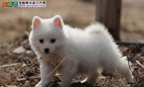 银狐犬的聪明才智（宠物之王的智慧生活）