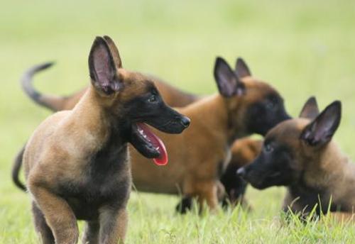 马犬缺钙怎么办？如何合理补充钙质？