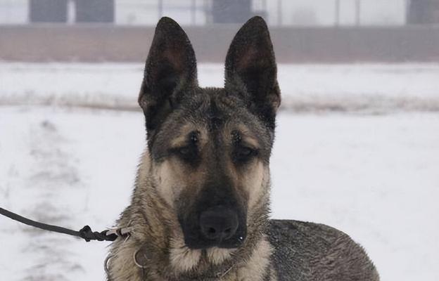 以狼青犬能否食用生鸡蛋的探讨（宠物健康与营养）