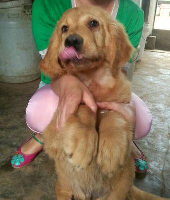 训练7个月金毛犬的技巧（以宠物为主，用心训练，建立深厚感情）