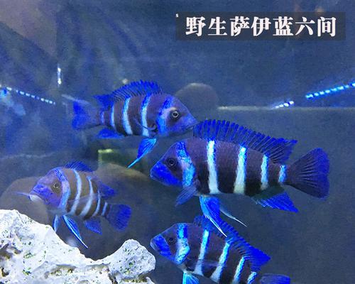 如何正确饲养以萨伊蓝六间鱼（宠物界的颜值担当，关注这15点饲养要点）
