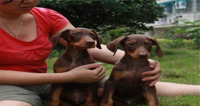 如何正确喂养杜宾幼犬（以宠物为主，饮食需知）