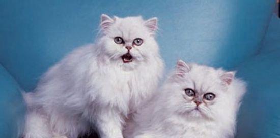 金吉拉猫的饲养方法（打造一个健康快乐的金吉拉猫生活环境）