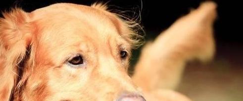 纠正金毛犬的六大坏习惯（让你的金毛犬成为最优秀的宠物伴侣）