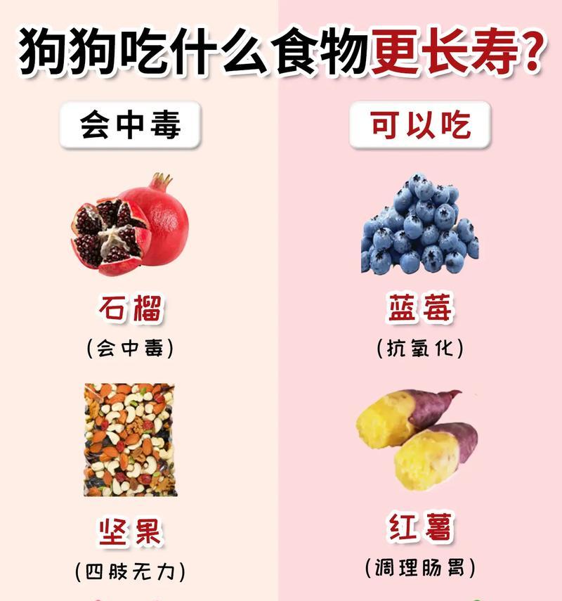 新生狗狗的饮食安排（初次养狗该注意什么？狗狗如何摄取养分？）