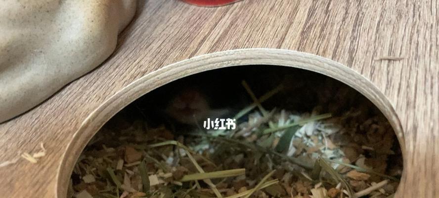 淡水碳龟的饲养方法（养殖技巧、饲料、水质控制）
