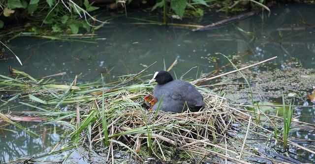 如何饲养沼泽田鼠？（掌握关键技巧，打造高效饲养方式）