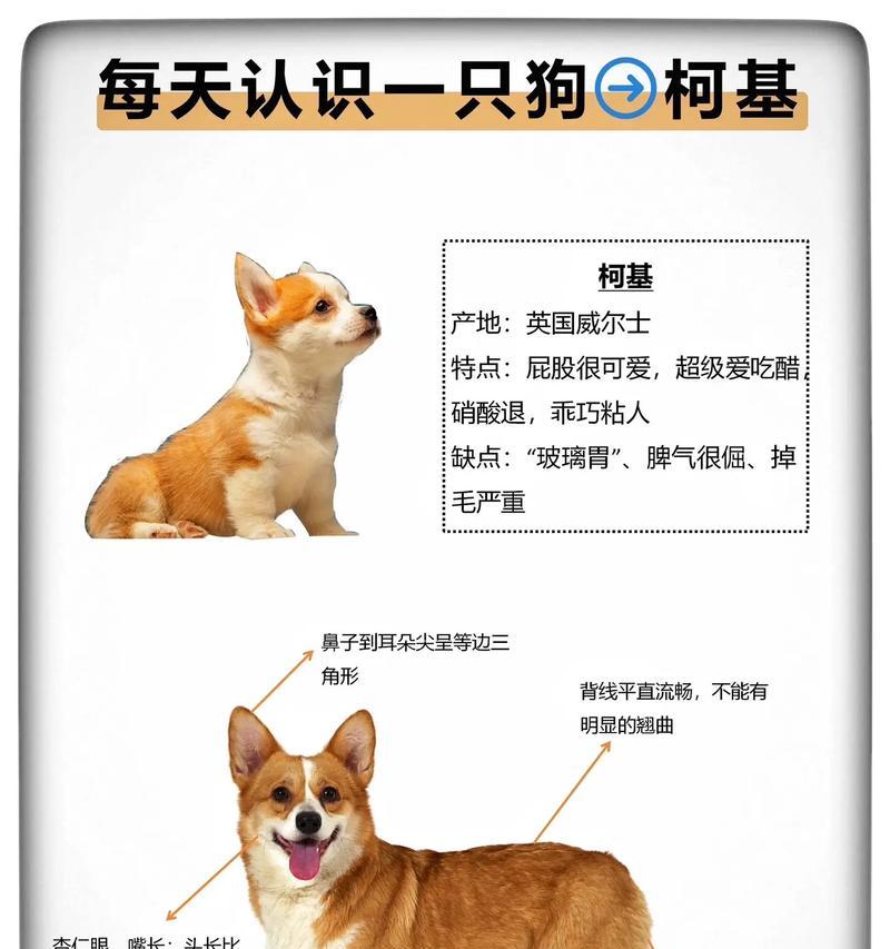 宠物美容（以宠物为主，打造柯基犬的完美造型）