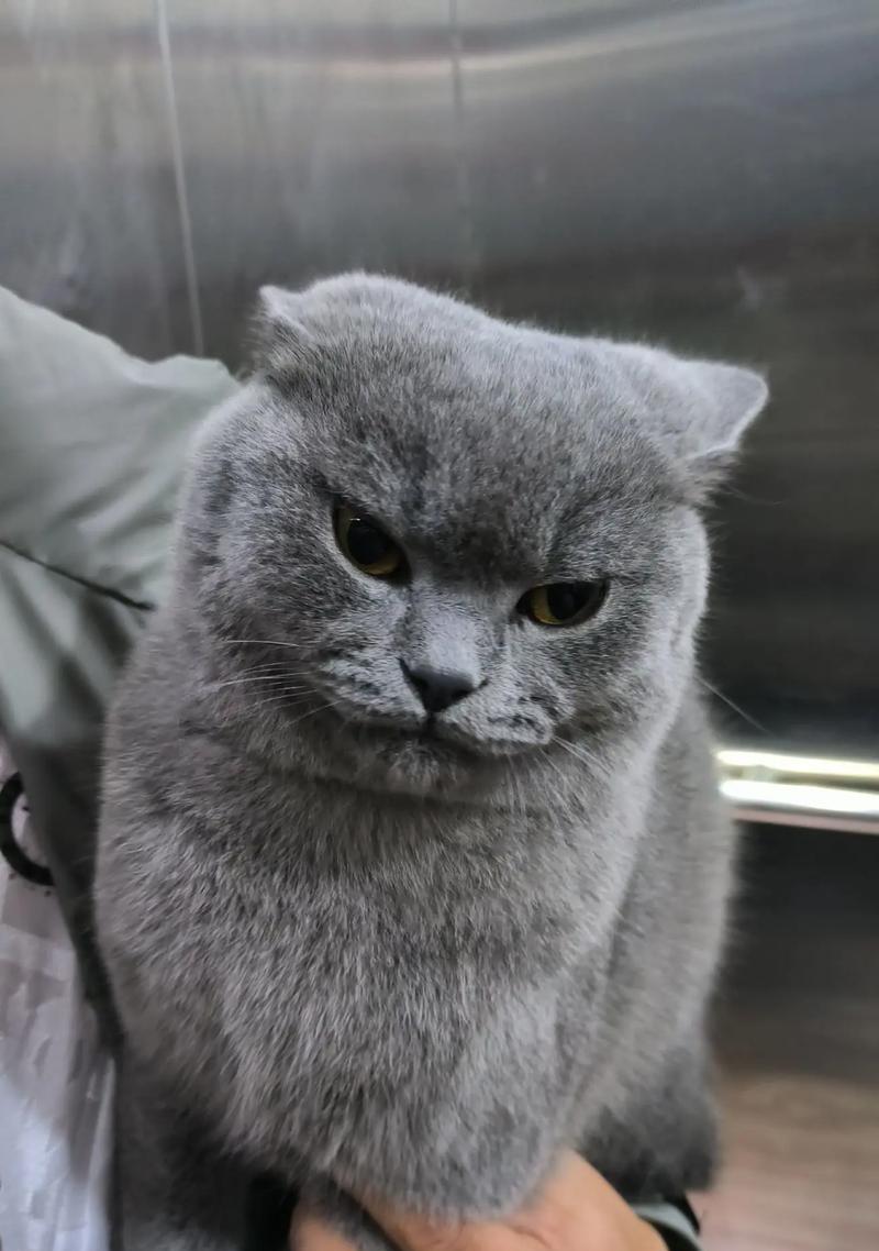 猫咪跑丢了，如何找回？（失去爱宠的痛苦，掌握一些寻找技巧）