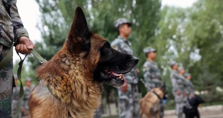 探究以军犬和警犬的三大不同点（宠物领域的小秘密——以军犬和警犬的差异）