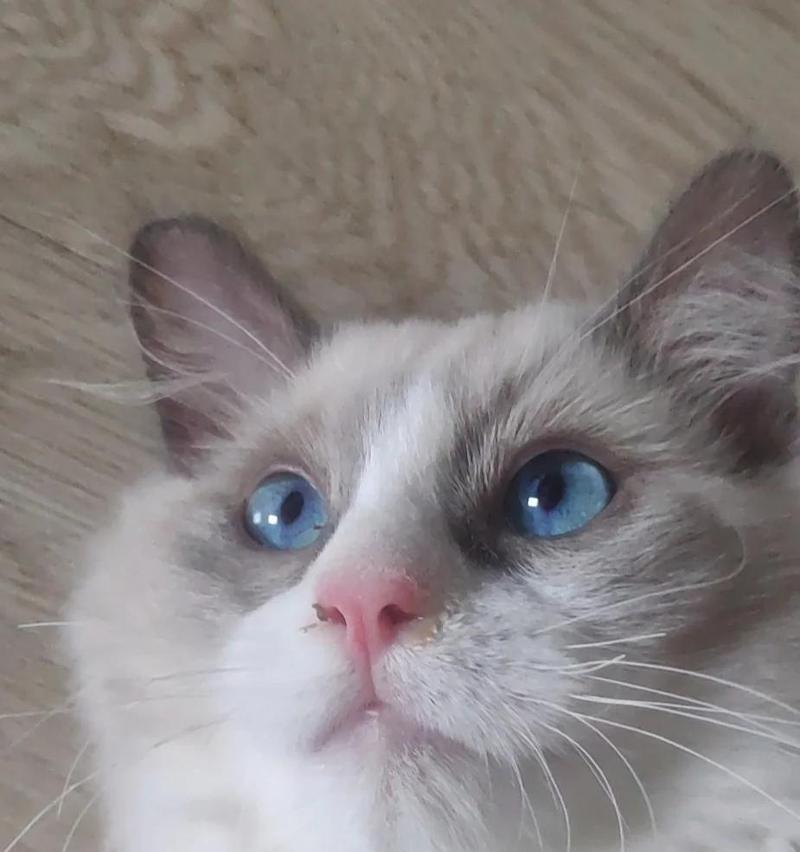 猫咪脓鼻涕引发呼吸困难（如何正确应对猫咪呼吸困难问题？）