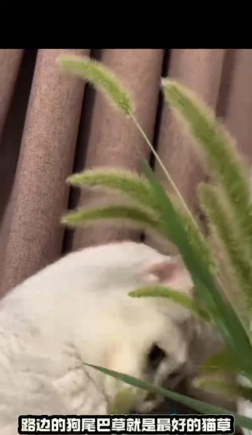 如何打理你的猫咪毛发（宠物护理必知，让猫咪毛发健康亮丽）