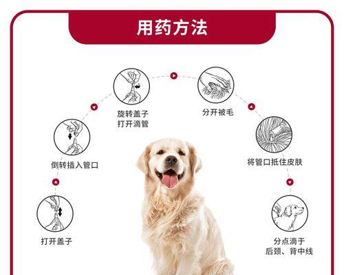 如何正确使用体外驱虫药帮助狗狗预防皮肤病？（体外驱虫药使用的注意事项及常见问题解答）