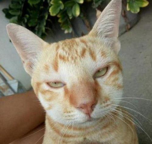 猫咪被蜜蜂蛰了该如何处理？（蜜蜂蛰伤猫咪后的症状和处理方法）