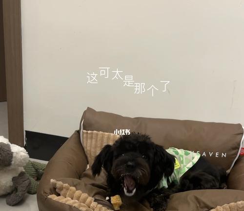 小狗晚上需要吃东西吗？（是否应该给小狗晚餐？如何给小狗合理的晚餐？）