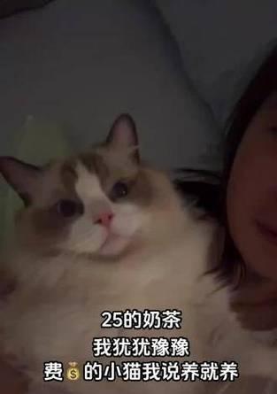 初养小猫必知——如何抚养刚开眼的小猫（从饲料到照顾细节，全面指导小猫成长）
