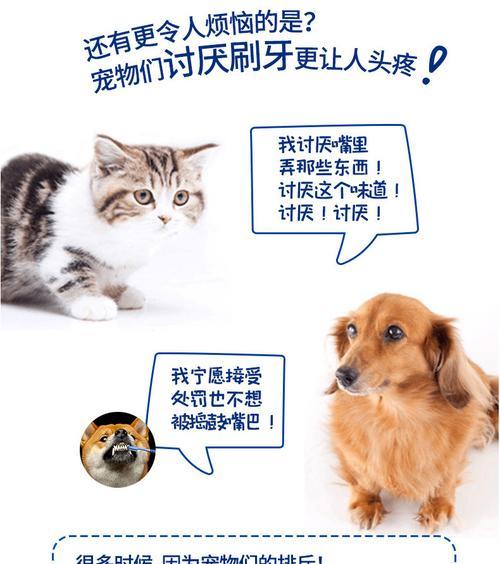 宠物口臭怎么办？——狗狗牙齿健康从刷牙开始（家养宠物如何刷牙，降低口臭？）