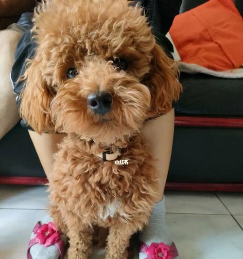 怎样让泰迪毛变得更加浓密？（以宠物为主，让泰迪的毛变得更加浓密的有效方法）
