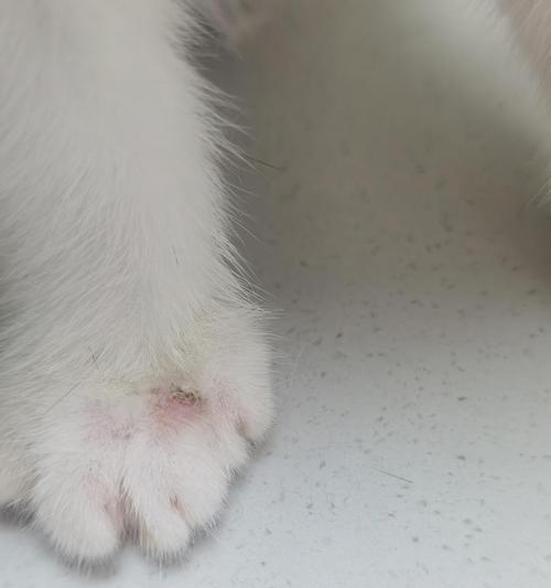 猫咪脚掌长脓包的治疗方法（探秘猫咪脚掌长脓包的成因与预防）