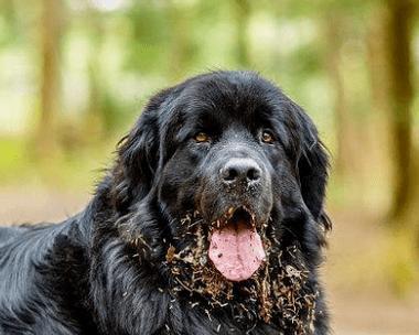大丹犬的一次生育能生多少只宝宝？（了解大丹犬的生育繁殖特点，为你的宠物做好生育计划）