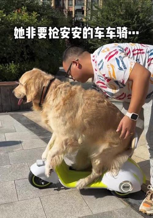 如何让宠物狗狗停止爱乱叫（有效的方法和技巧，让你和邻居都舒适安宁）