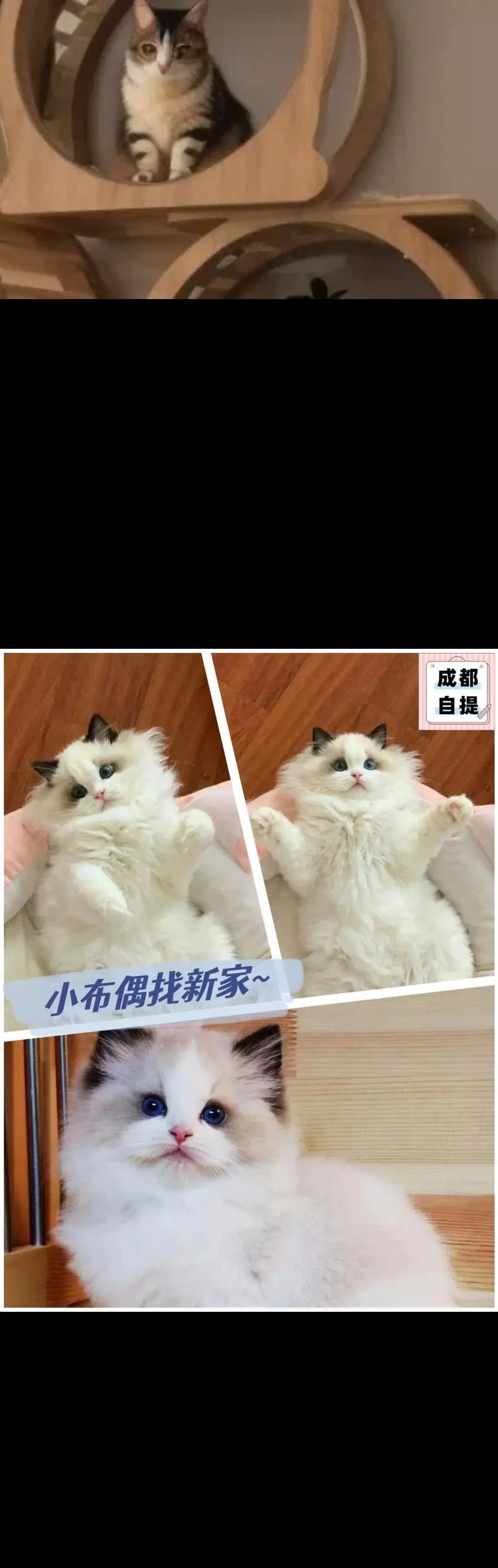 苏州布偶猫舍详细介绍（探索苏州最受欢迎的猫舍，品味爱猫的生活）