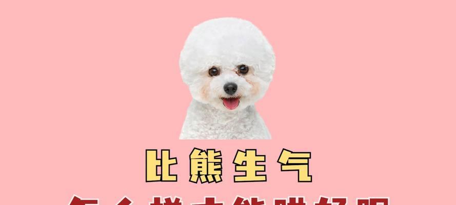比熊生气了怎么办？（处理宠物愤怒的正确方法）