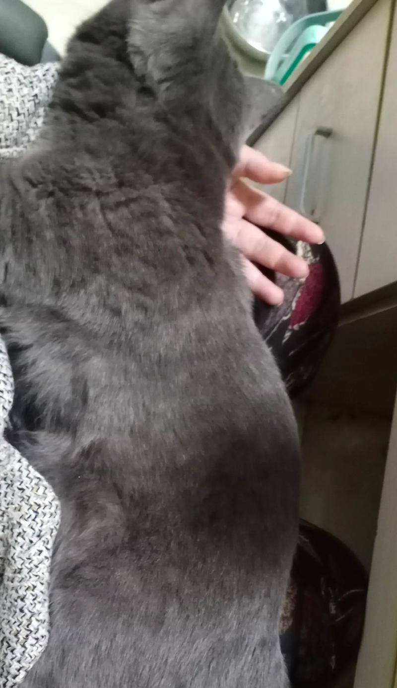 猫咪为什么爪子和鼻子很红？（探究猫咪身体的奥秘，了解它们身体红色的原因）