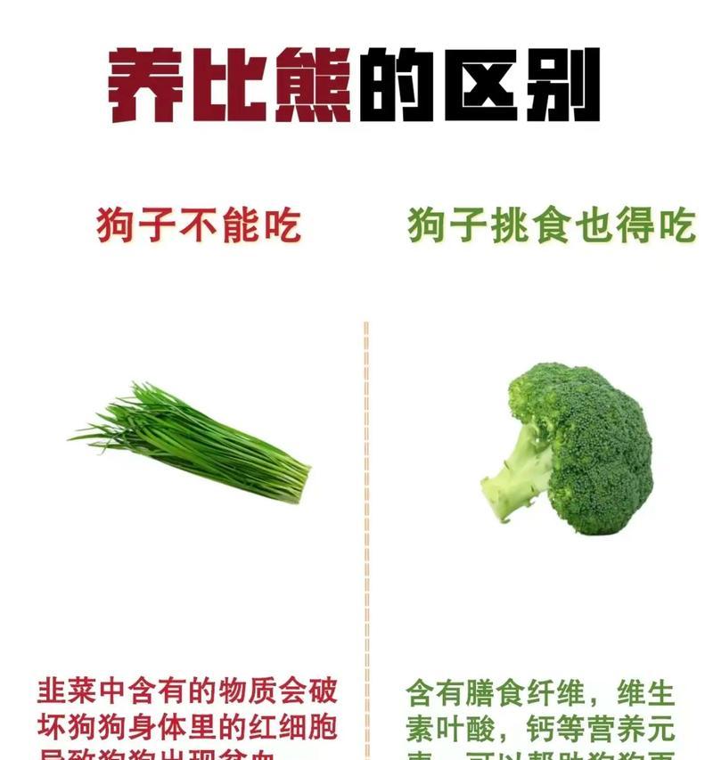 如何分辨你的比熊犬？（以宠物为主，教你如何区分不同的比熊犬品种）