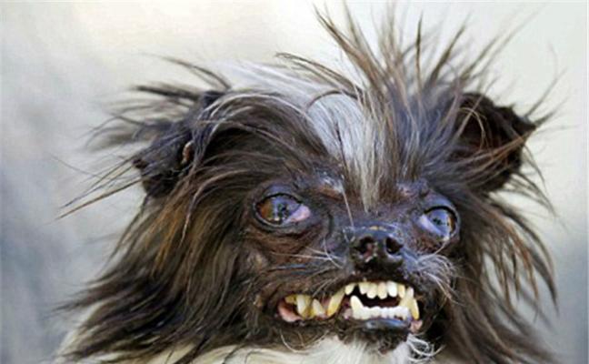 了解冠毛犬的特点（探索冠毛犬的个性与魅力）