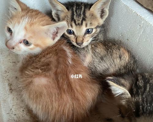 小花猫，为什么这么受欢迎？（探究小花猫的可爱之处）